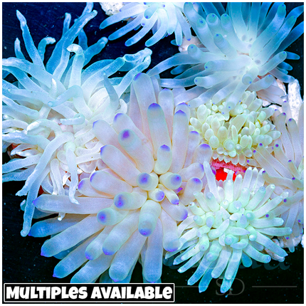 Sweet Condy Anemone - Multiples Available