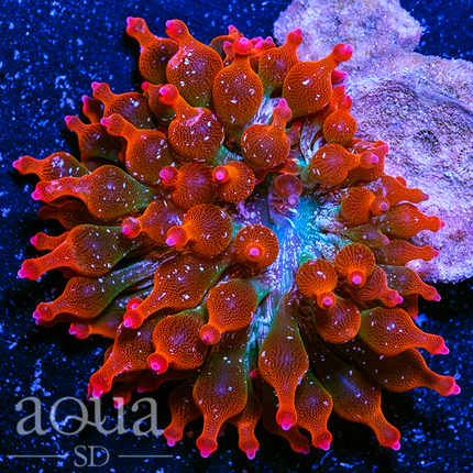 Home Grown Speckled Rose Bubble Tip Anemone EV