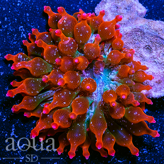 Home Grown Speckled Rose Bubble Tip Anemone EV