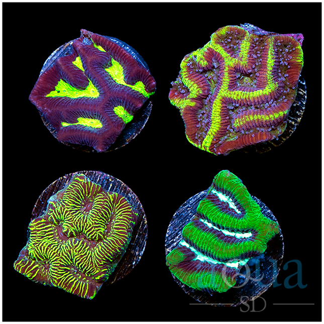 Ultra Mixed Pack Platygyra Pack - Multiples Available