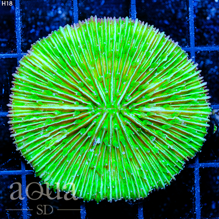 Ultra Green Plate Coral - Multiples Available