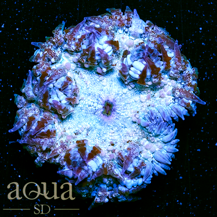 Sweet Rock Flower Anemone Almost Wysiwyg Multiples Available