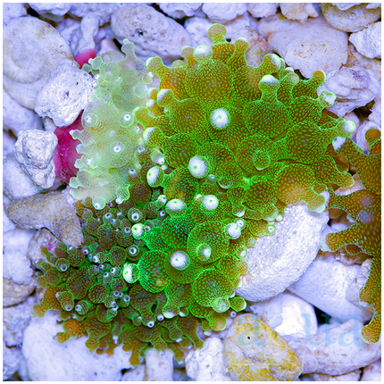 White Tips Bubble Tip Anemone - Multiples Available