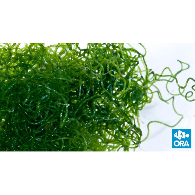 Chaetomorpha Macro Algae