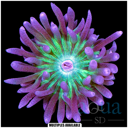 ASD Green Eye Purple Tips Duncan Coral - Multiples Available