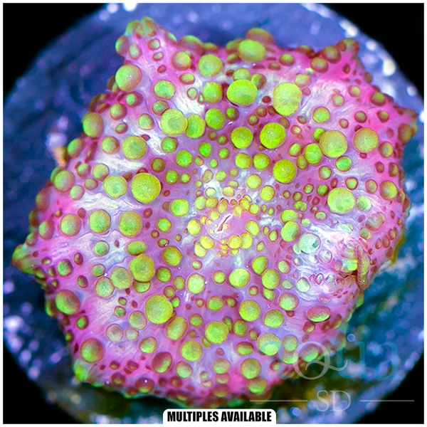 Lava Lamp Mushroom - Multiples Available – Aqua SD