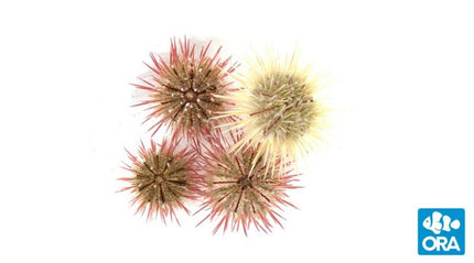 ORA Variegated Urchin (Lytechinus variegatus)
