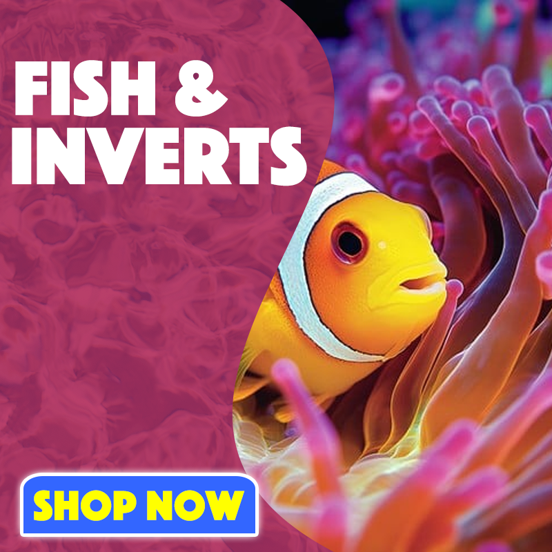 Aqua SD Fish